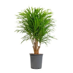 Dracaena Reflexa Anita - Branched -Hortology Shop Dracaena Anita Branched 21x80cm