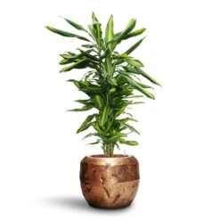 Opus Raw Couple Planter - Gold -Hortology Shop Dracaena Cintho Branched HydroCare Opus Raw Couple Planter Gold