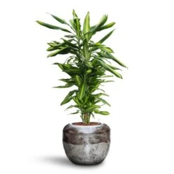 Dracaena Cintho - Branched - HydroCare 25 Dracaena Cintho - Branched - HydroCare -Hortology Shop Dracaena Cintho Branched HydroCare Opus Raw Couple Planter Silver