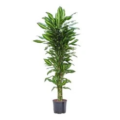 Dracaena Cintho - Branched - HydroCare 16 Dracaena Cintho - Branched - HydroCare -Hortology Shop Dracaena Cintho Branched Hydroculture 22 19x150cm