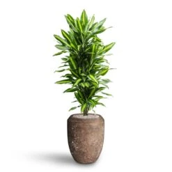 Dracaena Cintho - Branched - HydroCare 21 Dracaena Cintho - Branched - HydroCare -Hortology Shop Dracaena Cintho Branched Hydroculture Polystone Coated Plain Coppa Planter Rock 91f7009e 51c8 437c 8a25 0166c18ddf0b