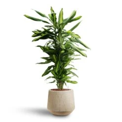 Dracaena Cintho - Branched - HydroCare 24 Dracaena Cintho - Branched - HydroCare -Hortology Shop Dracaena Cintho Branched Hydroculture Raindrop Tube Round Planter Stone