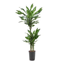 Dracaena Cintho - Multi Stem - HydroCare -Hortology Shop Dracaena Cintho Multi Stem HydroCare 15 19x100cm