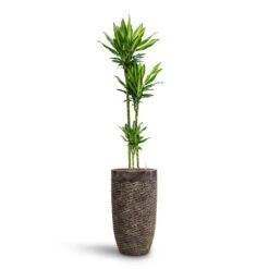 Dracaena Cintho - Multi Stem - HydroCare -Hortology Shop Dracaena Cintho Multi Stem HydroCare Luxe Lite Layer Partner Planter Bronze