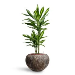Dracaena Cintho - Multi Stem - HydroCare -Hortology Shop Dracaena Cintho Multi Stem HydroCare Luxe Lite Waterfall Globe Planter Bronze