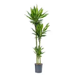 Dracaena Cintho - Multi Stem - HydroCare -Hortology Shop Dracaena Cintho Multi Stem Hydroculture 18 19x150cm 3Stems