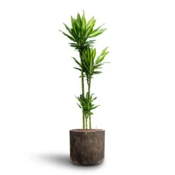 Dracaena Cintho - Multi Stem - HydroCare -Hortology Shop Dracaena Cintho Multi Stem Hydroculture Luxe Lite Waterfall Cylinder Planter Bronze
