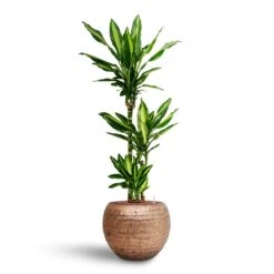 Dracaena Cintho - Multi Stem - HydroCare -Hortology Shop Dracaena Cintho Multi Stem Hydroculture Opus Hammered Globe Planter Gold