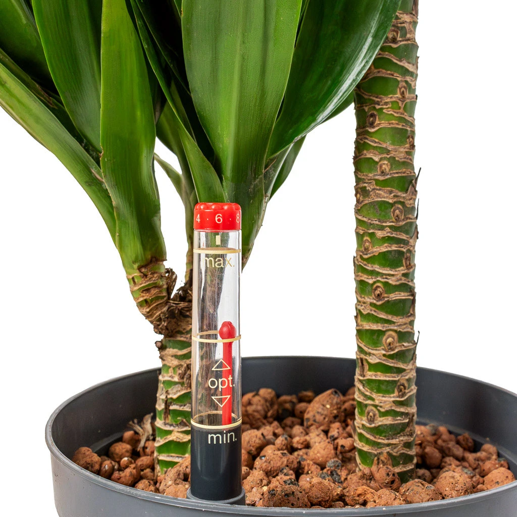 Dracaena Compacta - Multi Stem - HydroCare 2 Dracaena Compacta - Multi Stem - HydroCare - Image 2