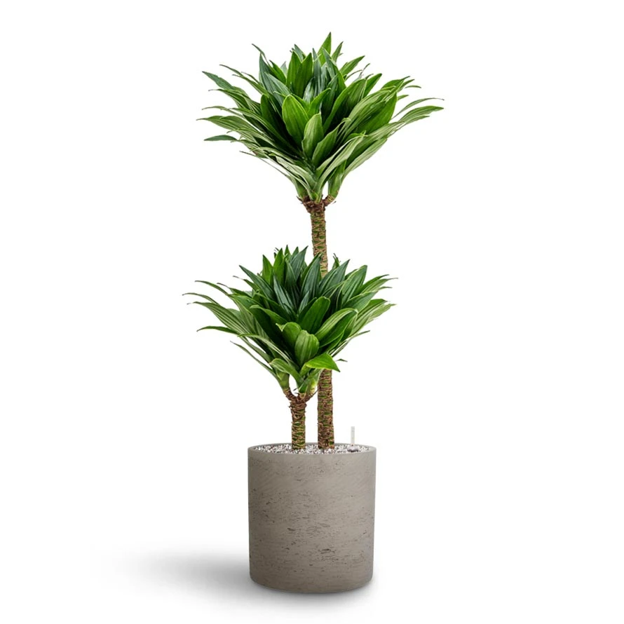 Dracaena Compacta - Multi Stem - HydroCare 13 Dracaena Compacta - Multi Stem - HydroCare - Image 13