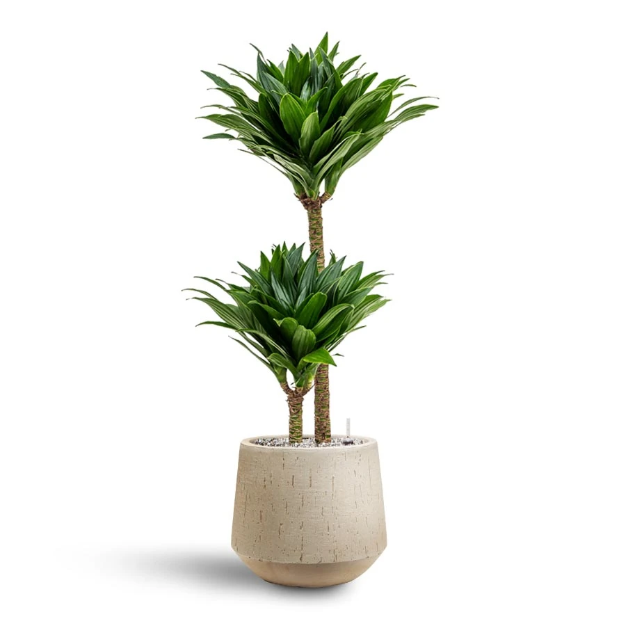 Dracaena Compacta - Multi Stem - HydroCare 12 Dracaena Compacta - Multi Stem - HydroCare - Image 12
