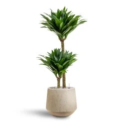 Raindrop Tube Round Planter - Stone -Hortology Shop Dracaena Compacta Multi Stem Hydroculture 2 stems Raindrop Tube Round Planter Stone 30 x 26cm 157ca5cf ddac 4d9b b429 b265a536155c