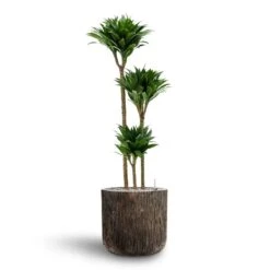 Luxe Lite Waterfall Cylinder Planter - Bronze -Hortology Shop Dracaena Compacta Multi Stem Hydroculture 3 stems Luxe Lite Waterfall Cylinder Planter Bronze 40 x 38cm c6cb3212 5ad0 4b1f 8379 187d8b102d9c