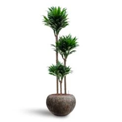 Dracaena Compacta - Multi Stem - HydroCare 24 Dracaena Compacta - Multi Stem - HydroCare -Hortology Shop Dracaena Compacta Multi Stem Hydroculture 3 stems Luxe Lite Waterfall Globe Planter Bronze 39 x 27cm