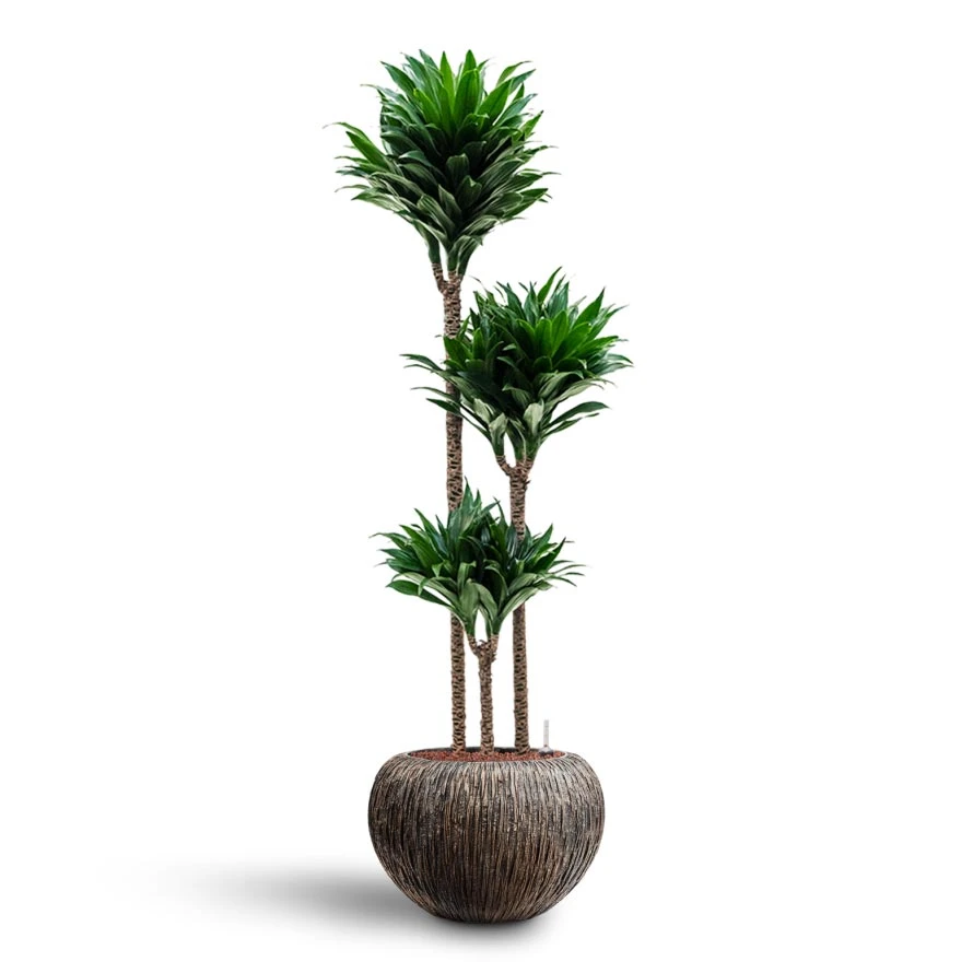Dracaena Compacta - Multi Stem - HydroCare 10 Dracaena Compacta - Multi Stem - HydroCare - Image 10