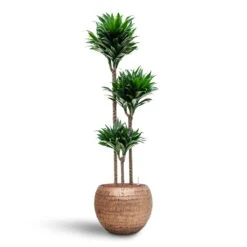 Dracaena Compacta - Multi Stem - HydroCare 19 Dracaena Compacta - Multi Stem - HydroCare -Hortology Shop Dracaena Compacta Multi Stem Hydroculture 3 stems Opus Hammered Globe Planter Gold 40 x 32cm