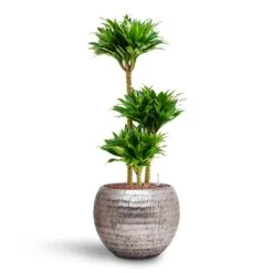 Opus Hammered Globe Planter - Silver 21 Opus Hammered Globe Planter - Silver -Hortology Shop Dracaena Compacta Multi Stem Hydroculture 3 stems Opus Hammered Globe Planter Silver 40 x 32cm 7cc543ef 4d28 4830 8488 b91f0309bf07