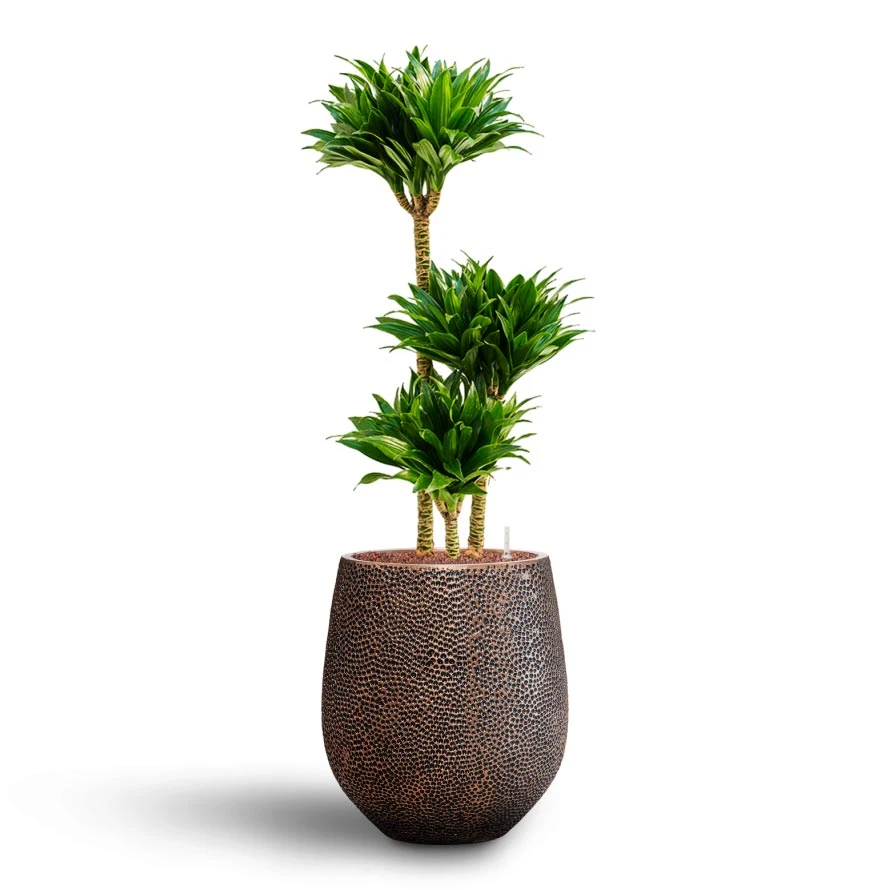 Dracaena Compacta - Multi Stem - HydroCare 8 Dracaena Compacta - Multi Stem - HydroCare - Image 8