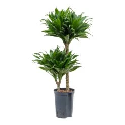 Dracaena Compacta - Multi Stem - HydroCare 21 Dracaena Compacta - Multi Stem - HydroCare -Hortology Shop Dracaena Compacta Multi Stem Hydroculture Indoor Plant 2Stems