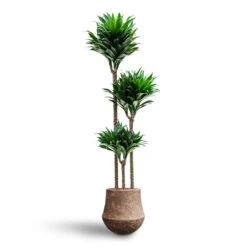 Dracaena Compacta - Multi Stem - HydroCare 18 Dracaena Compacta - Multi Stem - HydroCare -Hortology Shop Dracaena Compacta Multi Stem Hydroculture Polystone Coated Darcy Planter Rock 6f06658a 8982 4bc0 8d58 998f72e578b3