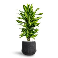 Raindrop Tube Round Planter - Anthracite -Hortology Shop Dracaena Fragrans Cinco Branched Hydroculture Raindrop Darcy Planter Anthracite dd1cec5d 15ac 40ef bac0 854b218dea08