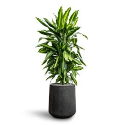 Dracaena Cintho - Branched - HydroCare 22 Dracaena Cintho - Branched - HydroCare -Hortology Shop Dracaena Fragrans Cinco Branched Hydroculture Raindrop Darcy Tube Planter Anthracite