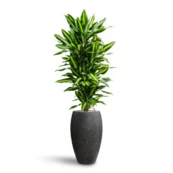 Dracaena Cintho - Branched - HydroCare 20 Dracaena Cintho - Branched - HydroCare -Hortology Shop Dracaena Fragrans Cinco Branched Hydroculture Raindrop Emperor Planter Anthracite