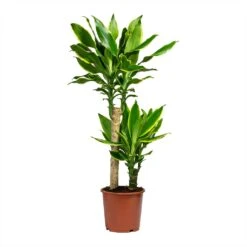 Dracaena Fragrans Golden Coast - Multi Stem -Hortology Shop Dracaena Fragrans Golden Coast Multi Stem 17x80cm 2 stems