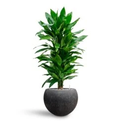 Dracaena Janet Lind - Branched - HydroCare -Hortology Shop Dracaena Fragrans Janet Lind Multi Stem Hydroculture Raindrop Globe Planter Anthracite