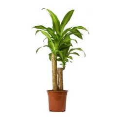 Dracaena Fragrans Massangeana - Multi Stem 12 Dracaena Fragrans Massangeana - Multi Stem -Hortology Shop Dracaena Fragrans Massangeana Small