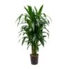 Dracaena Janet Craig - Branched - HydroCare