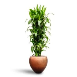 Dracaena Janet Craig - Branched - HydroCare 10 Dracaena Janet Craig - Branched - HydroCare -Hortology Shop Dracaena Janet Craig Branched Hydroculture30 27 x 160cm Metallic Couple Plant Pot Matt Copper50 x 45cm
