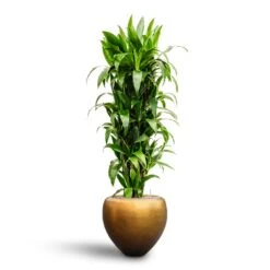 Dracaena Janet Craig - Branched - HydroCare 9 Dracaena Janet Craig - Branched - HydroCare -Hortology Shop Dracaena Janet Craig Branched Hydroculture30 27 x 160cm Metallic Couple Plant Pot Matt Honey 50 x 45cm