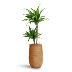 Dune Partner Planter - Almond -Hortology Shop Dracaena Janet Craig Multi Stem HydroCare Dune Partner Planter Almond d7a31100 14fd 4934 a03a 25d85015bf76