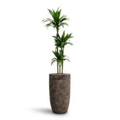 Luxe Lite Layer Partner Planter - Bronze -Hortology Shop Dracaena Janet Craig Multi Stem HydroCare Luxe Lite Layer Partner Planter Bronze 7846aa51 b752 48d4 881f 7c855e184dec
