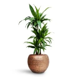 Dracaena Janet Craig - Multi Stem - HydroCare -Hortology Shop Dracaena Janet Craig Multi Stem HydroCare Opus Hammered Globe Planter Gold