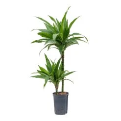 Dracaena Janet Craig - Multi Stem - HydroCare -Hortology Shop Dracaena Janet Craig Multi Stem Hydroculture 15 19x90cm 2Stems