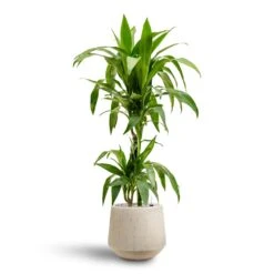 Dracaena Janet Craig - Multi Stem - HydroCare -Hortology Shop Dracaena Janet Craig Multi Stem Hydroculture2 stems Raindrop Tube Round Planter Stone 30 x 26cm