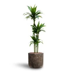 Dracaena Janet Craig - Multi Stem - HydroCare -Hortology Shop Dracaena Janet Craig Multi Stem Hydroculture3 stems Luxe Lite Waterfall Cylinder Planter Bronze 40 x 38cm