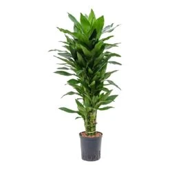 Dracaena Janet Lind - Branched - HydroCare -Hortology Shop Dracaena Janet Lind Branched Hydroculture Indoor Plant Small