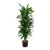 Dracaena Janet Lind - Branched - HydroCare