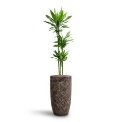 Luxe Lite Layer Partner Planter - Bronze -Hortology Shop Dracaena Janet Lind Multi Stem HydroCare Luxe Lite Layer Partner Planter Bronze 969a4eac 356c 46b2 a4e5 645d6698b90d