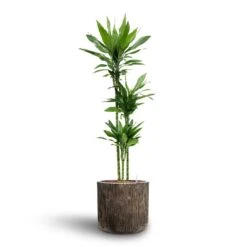 Dracaena Janet Lind - Multi Stem - HydroCare -Hortology Shop Dracaena Janet Lind Multi Stem Hydroculture 3 stems Luxe Lite Waterfall Cylinder Planter Bronze 40 x 38cm 79a451e4 d03c 44e8 b063 abd5f29e3aa1