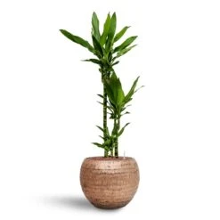 Dracaena Janet Lind - Multi Stem - HydroCare -Hortology Shop Dracaena Janet Lind Multi Stem Hydroculture 3 stems Opus Hammered Globe Planter Gold 40 x 32cm