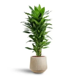 Dracaena Janet Lind - Branched - HydroCare -Hortology Shop Dracaena Janet Lind Multi Stem Hydroculture 3 stems Raindrop Tube Round Planter Stone 30 x 26cm