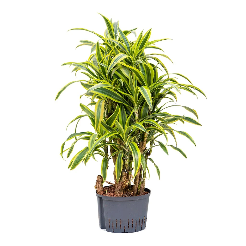 Dracaena Lemon Lime - Branched - HydroCare 3 Dracaena Lemon Lime - Branched - HydroCare - Image 3