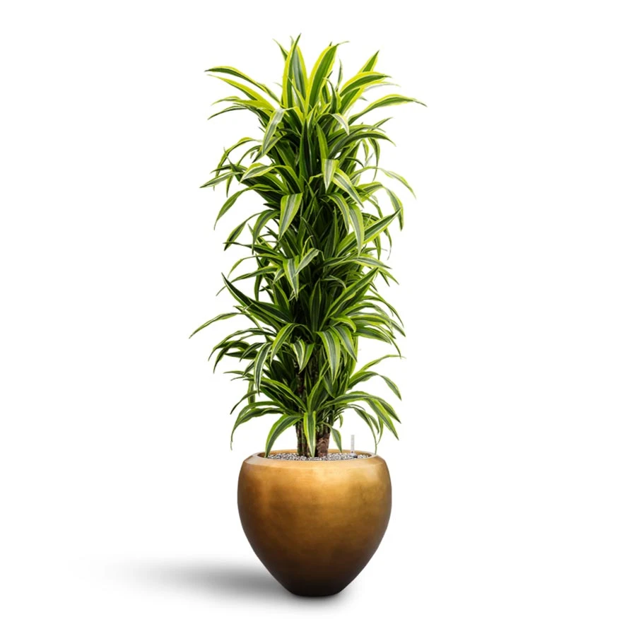 Dracaena Lemon Lime - Branched - HydroCare 2 Dracaena Lemon Lime - Branched - HydroCare - Image 2