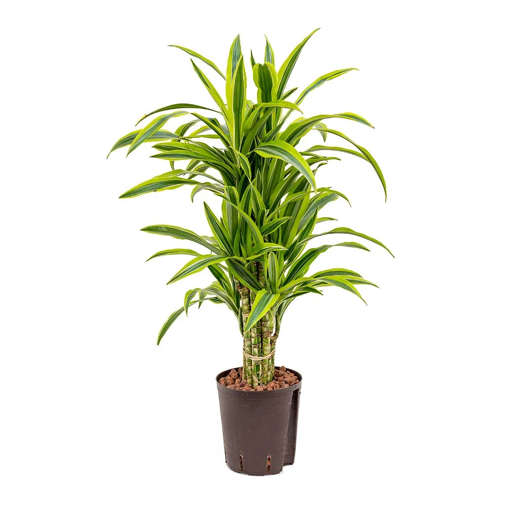 Dracaena Lemon Lime - Branched - HydroCare 1 Dracaena Lemon Lime - Branched - HydroCare