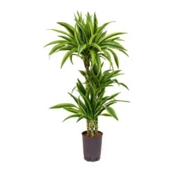 Dracaena Lemon Lime - Multi Stem - HydroCare -Hortology Shop Dracaena Lemon Lime Hydroculture Indoor Plant 3Stems Small