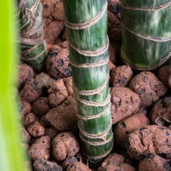 Dracaena Lemon Lime - Multi Stem - HydroCare -Hortology Shop Dracaena Lemon lime Multi Stem HydroCare SWATCH